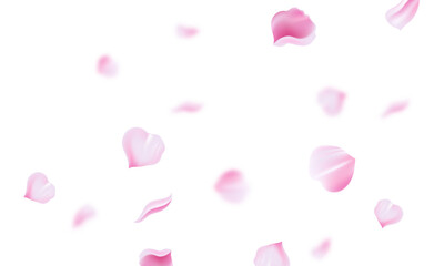 Sakura flying petals on white background design