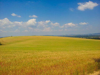 field of wheat and sky