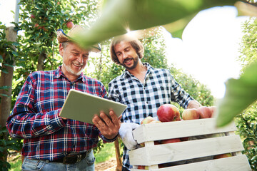 Fruit growers checking quality of apples in their orchard