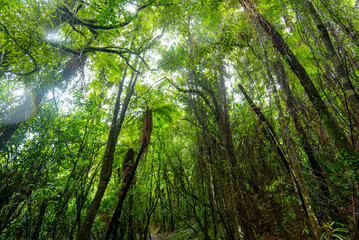Fototapeta premium Waireinga Scenic Reserve - New Zealand