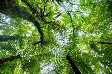 Waireinga Scenic Reserve - New Zealand © Adwo