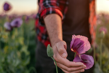 Agronomist gently touching opium poppy flower in cultivated field. Farmer examining Papaver...