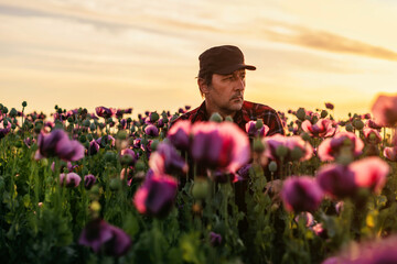 Farmer in blooming opium poppy field in sunset. Portrait of male agronomist on Papaver Somniferum...