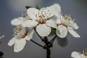 the fruits blossom in spring 