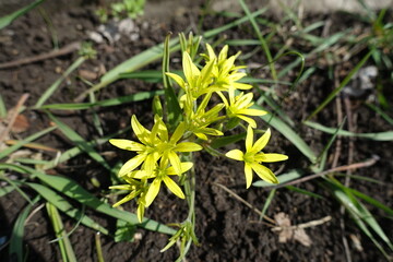 Close view of yellow flowers of least gagea in mid April