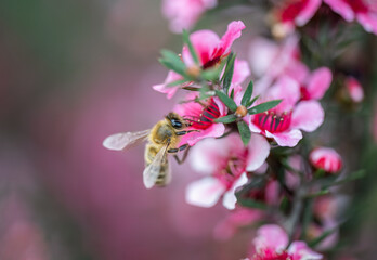 Honey bee collecting nectar and pollen from manuka flowers (Leptospermum scoparium). Auckland. © Janice