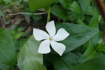Closeup of one white flower of Vinca major in mid May
