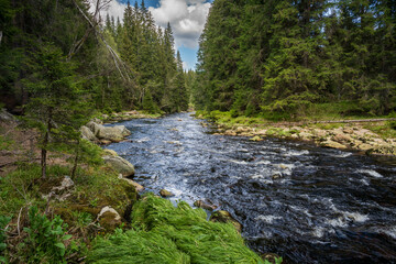 River flowing through dense green forest next to woodland area