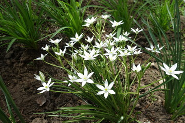 Florescence of Ornithogalum umbellatum in mid May