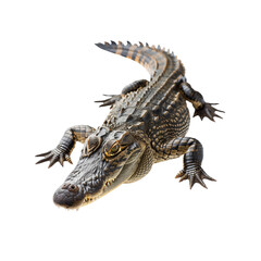 Naklejka premium Crocodile isolated on white