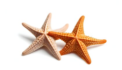 Star fish isolated on white Background