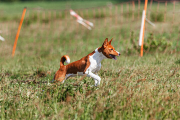 Basenji puppy red and white first time running in field on competition