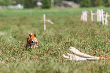 Basenji puppy red and white first time running in field on competition