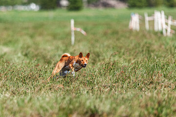 Basenji puppy red and white first time running in field on competition