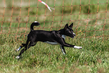 Basenji puppy black and white first time running in field on competition