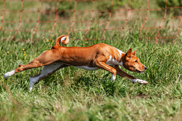 Basenji puppy red and white first time running in field on competition