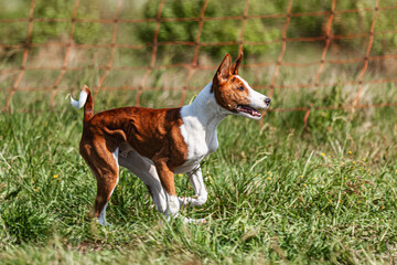 Basenji puppy red and white first time running in field on competition