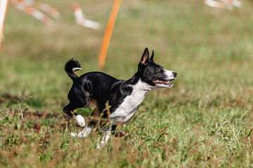 Basenji puppy black and white first time running in field on competition