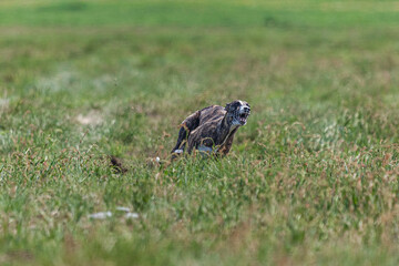 Whippet sprinter dog running and chasing lure on the field