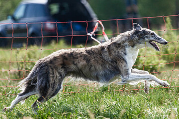 Obraz premium Borzoi dog running and chasing lure on green field at competition