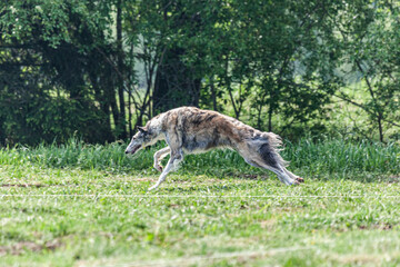 Borzoi dog running and chasing lure on green field at competition