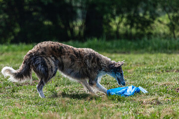 Borzoi dog running and chasing lure on green field at competition
