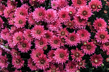 Colorful flowers in garden. HDR Image (High Dynamic Range).