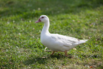 Muscovy duck in the garden in summer