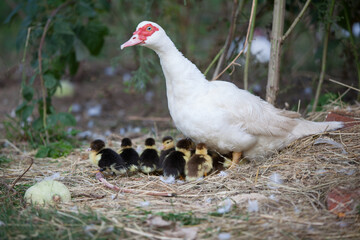 Muscovy duck in the garden in summer