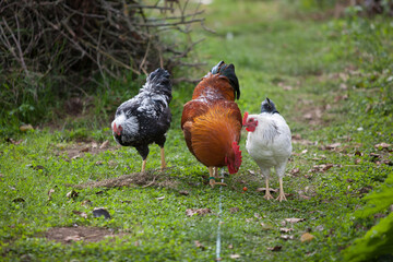 Three cocks in the garden
