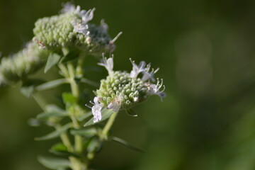 Natürliche Textur der Pflanzenwelt