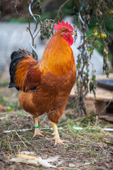 Amazing New Hempshire Red cock
