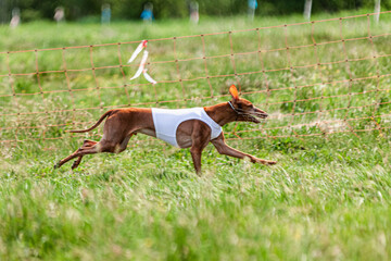 Cirneco dell etna running full speed at lure coursing sport competition