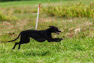 Whippet sprinter dog running and chasing lure on the field