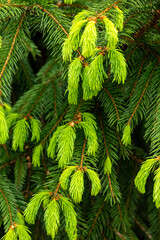 Green. © Marcin Lonczak