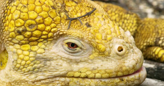 Closeup shot of the yellow head of Galapagos Land Iguana.