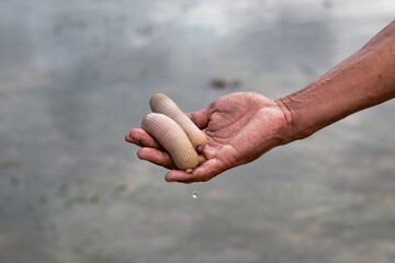 Peanut worm - Urechis unicinctus. Peanut worm is a type of sea worm that lives in sand, and is used...