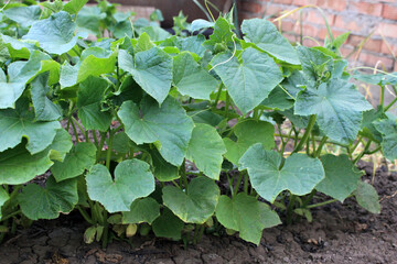 grown cucumber seedlings in the garden