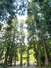 Fototapeta premium 大きな木が並ぶ室生龍穴神社の境内