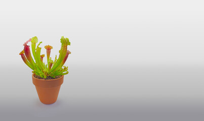 Carnivorous plant