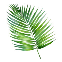 Obraz premium Close-up of a vibrant green palm leaf isolated on a white background, showcasing its detailed texture and natural beauty.
