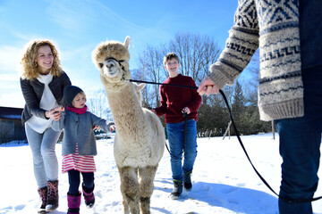 Family walking with alpaca on a field in winter