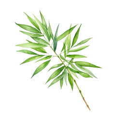 Obraz premium Watercolor painting of a fresh green bamboo branch with leaves. Perfect for nature-themed designs, backgrounds, and artwork.