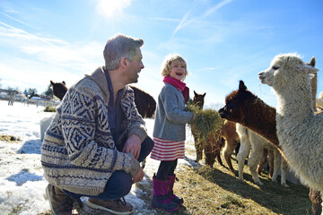 Happy father and daughter feeding alpacas with hay on a field in winter