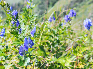 ツクバトリカブト