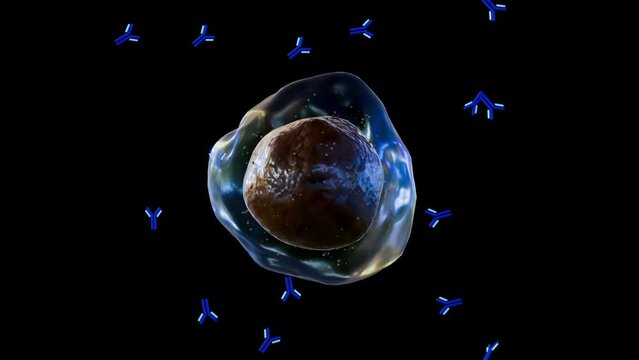 3d rendering of white blood cells called lymphocytes or B cells, normally help protect the body against germs by making proteins called antibodies 