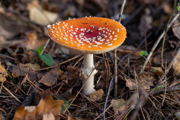 In the woods, a terrestrial plant, a mushroom, emerges from the ground. It belongs to the Agaricaceae family and could be an edible mushroom