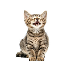 Obraz premium A cute, striped tabby kitten with its eyes closed and mouth open isolated on white background.