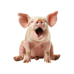 pig isolated on white