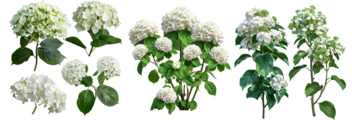 The hydrangea arborescens annabelle and paniculata phantom bush shrubs on a transparent background have been perfectly cut out in HD